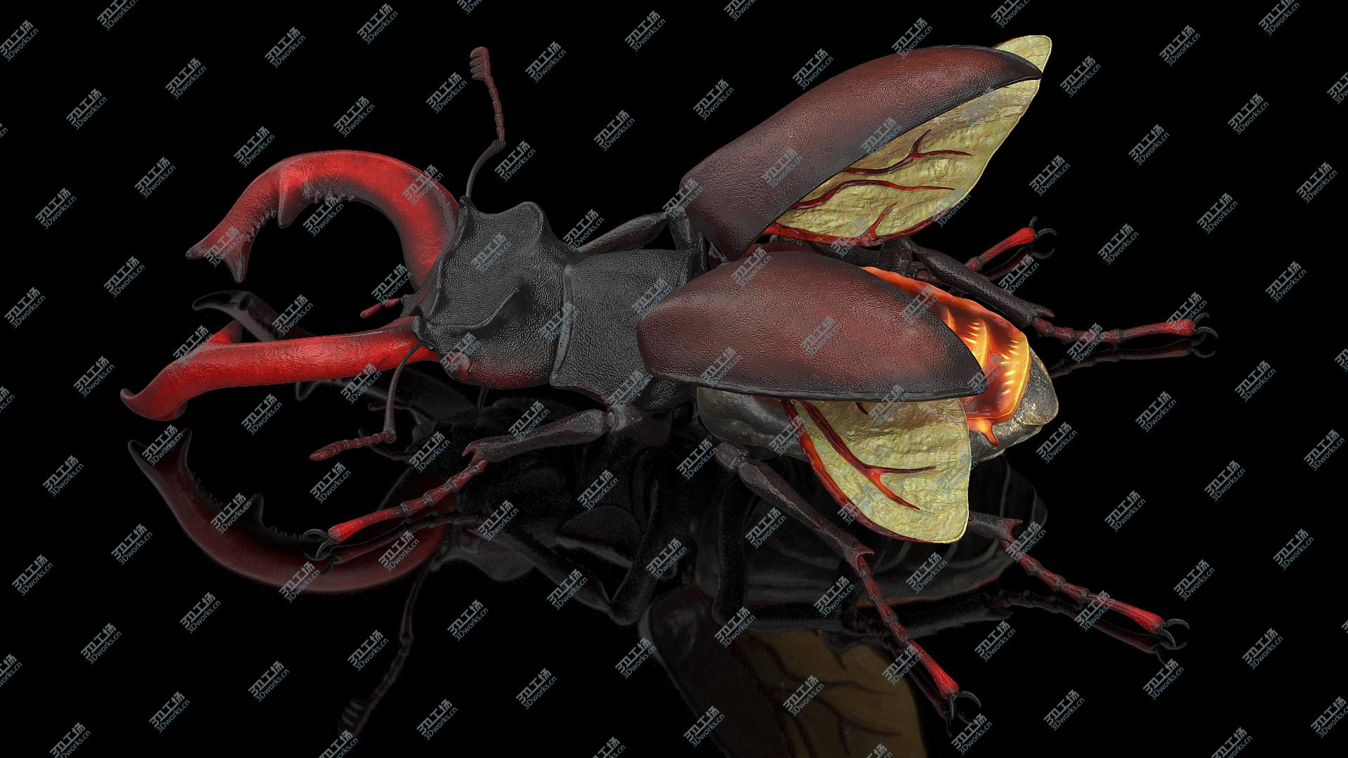 images/goods_img/2021040164/Lucanus Cervus Stag Beetle 3D model/4.jpg